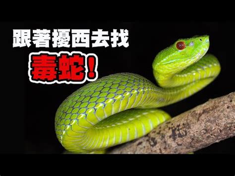 台灣最毒的蛇排名